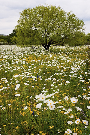 White Pricklypoppies with Tree, Hill Country, TX